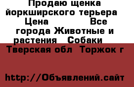 Продаю щенка йоркширского терьера  › Цена ­ 20 000 - Все города Животные и растения » Собаки   . Тверская обл.,Торжок г.
